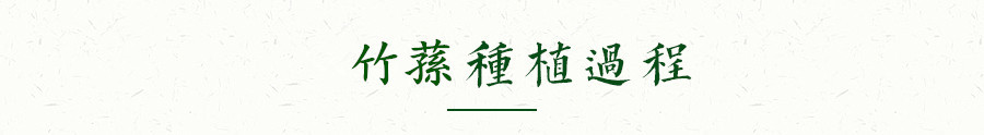 竹荪
