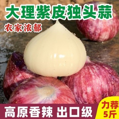 云南大理紫皮独头蒜现挖新鲜湿蒜辛辣独头多瓣蒜农家种植一件代发