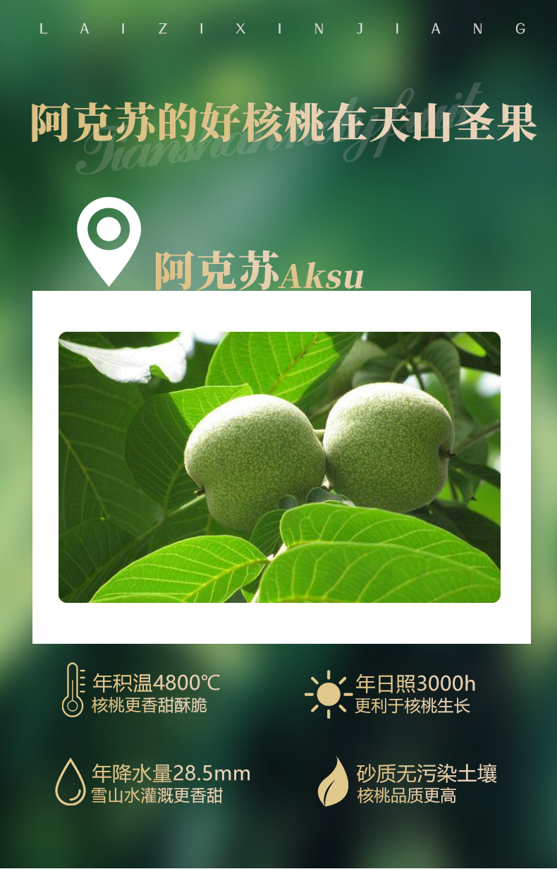 核桃_03