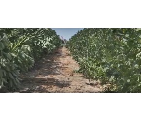 现代农业之——蚕豆的栽培、收获与加工