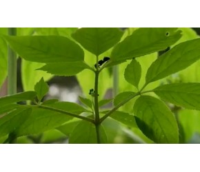 大哥用新方法种植野山参，年入1000万，领着全村致富！
