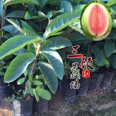 成年石榴树,石榴树,兴农石榴