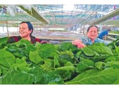 养蚕大户带小户 编织致富新“丝”路