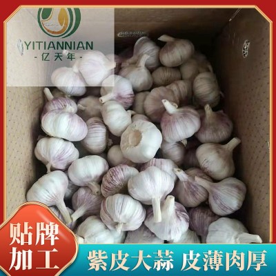 山东金乡大蒜长期供应厂家大量现货金乡产地紫皮大蒜各种规格大蒜