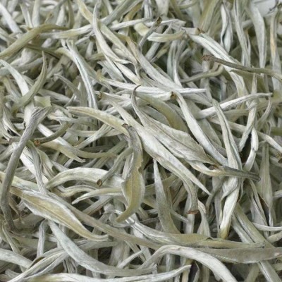 云南白茶 白毫银针 银白似雪 密披白毫 芽头肥壮叶底匀整芽芽分明