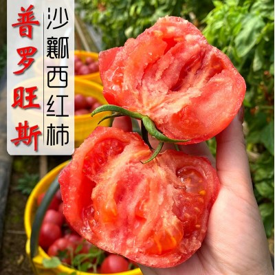 陕西时令水果泾阳普罗旺斯西红柿 农家沙瓤番茄柿子5斤一件代发