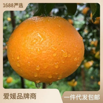 现货眉山丹棱爱媛38号果冻橙 批发新鲜水果手剥橙一件代发5斤8斤