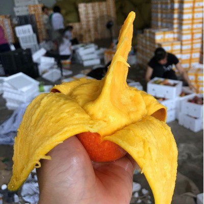 广西贵妃芒新鲜水果芒果当季时令水果红金龙贵妃芒果现摘现发包甜