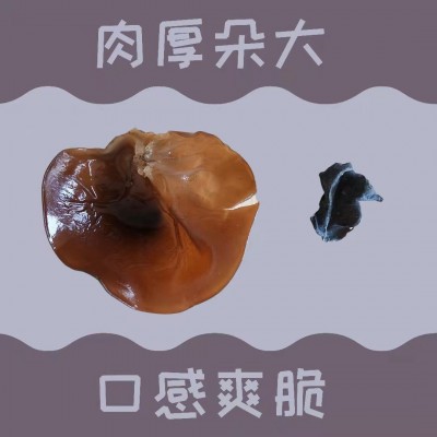 精选木耳批发甘肃农业特产干货干木耳黑木耳包邮500g礼盒装