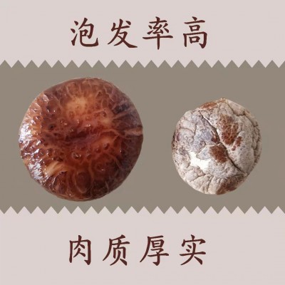 卢水村干香菇精选农家香菇菌菇做菌汤甘肃特产500g*1礼盒装