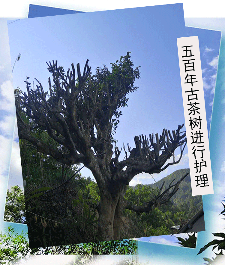 紫鹃