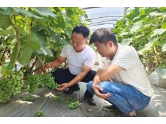 王飞：带头致富新农人，科普助农传播知识火种
