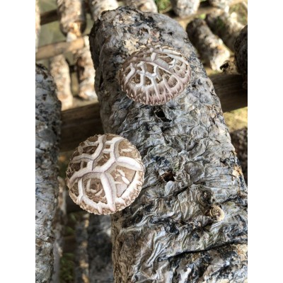 【田源】产地直批古田精选大花菇干/香菇干品 供应酒店食材 1斤