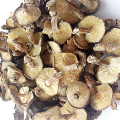 2023年新货 云南特产干香菇 椴木香菇香甜味好的食用香菇批发
