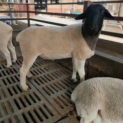 脱温育肥杜泊绵羊 养殖繁育成年种公羊 生长健壮