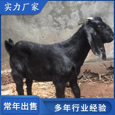 育肥杂交成年努比亚黑山羊 出栏种羊 科学养殖