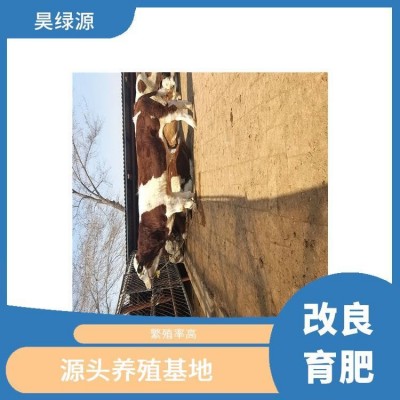 黄白花西门塔尔母牛苗出肉率高 适应性强 瘦肉产量高