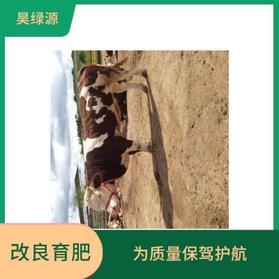 育肥西门塔尔小母牛苗出肉率高 肌肉均匀 瘦肉产量高