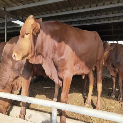 成年散养脱温利木赞牛 肉块比重大 军丽养殖场