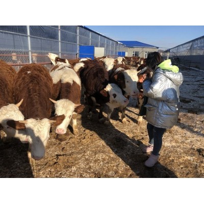 黑龙江西门塔尔牛_西门塔尔牛价格_西门塔尔牛市场报价