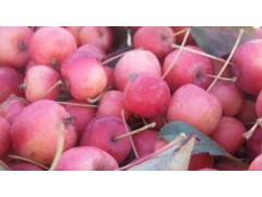 海棠果什么时候成熟？
