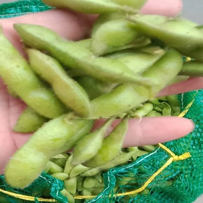 农家自种盐水毛豆 现摘青大豆当季蔬菜 小刘农产品现货