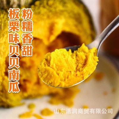 包邮一件代发南瓜贝贝南瓜板栗味粉面香甜新鲜南瓜节日礼盒集采