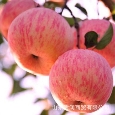 山东烟台红富士苹果 新鲜应当季水果脆甜栖霞 5斤9整箱批发包邮