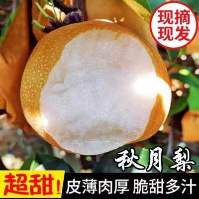 包邮山东莱阳秋月梨脆甜多汁新鲜采摘一件代发