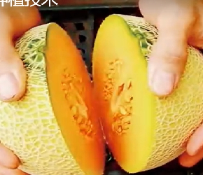 哈密瓜种植技术