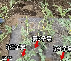 西瓜四蔓整枝技术