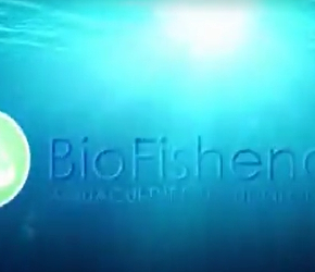 以色列高产养鱼技术—— BioFishency 鱼类养殖技术