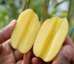 土豆嫁接柠檬树上的办法，适合家里种植