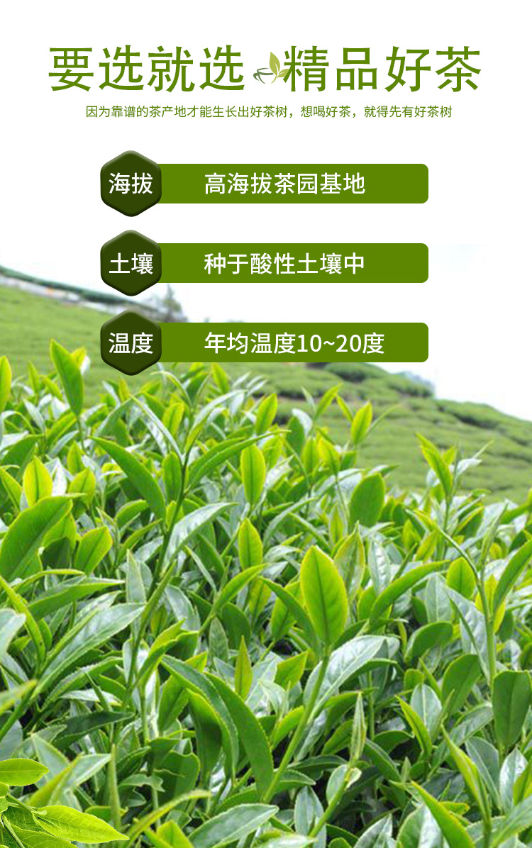 普洱茶 (7).jpg