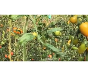 蔬菜种植之西红柿番茄病症诊断
