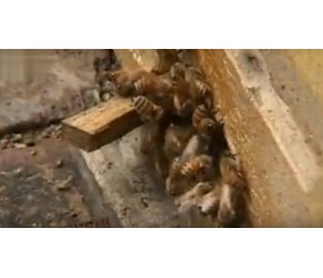 蜜蜂养殖技术