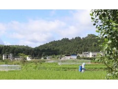 做优“农业芯” 种下“金元宝”！贵州奋力推进种业高质量发展