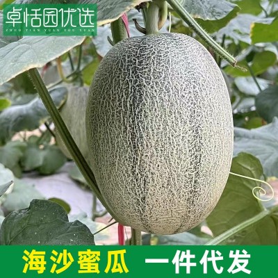 卓恬园 海沙蜜瓜新鲜哈密瓜 现摘现发蜜瓜孕妇水果香甜多汁甜蜜瓜