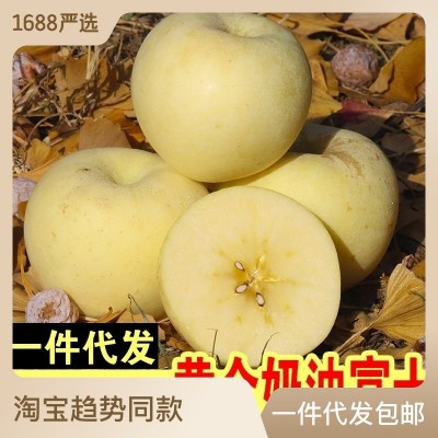 山东烟台黄金奶油富士苹果新鲜水果奶油富士一件代发农家批发价格