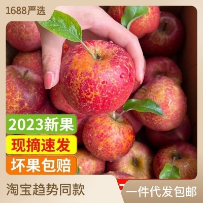 正宗云南昭通丑苹果冰糖心新鲜水果直发当季整箱包邮10斤产地批发