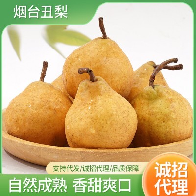 山东烟台中华丑梨 5斤包邮当季水果软糯多汁太婆梨丑梨整箱