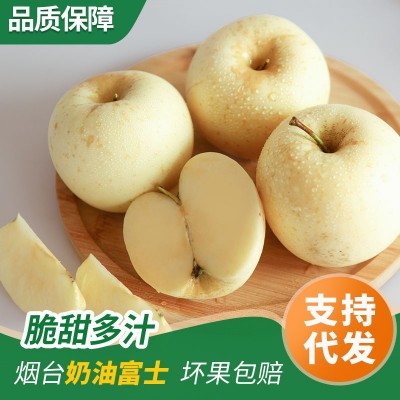 山东烟台黄金奶油富士苹果新鲜当季采摘冰糖心 脆甜多汁批发代发