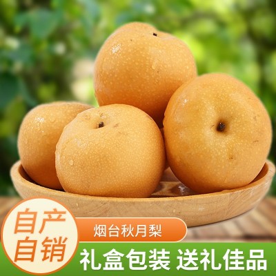 批发烟台莱阳秋月梨冰糖雪梨新鲜脆甜多汁新鲜应季水果