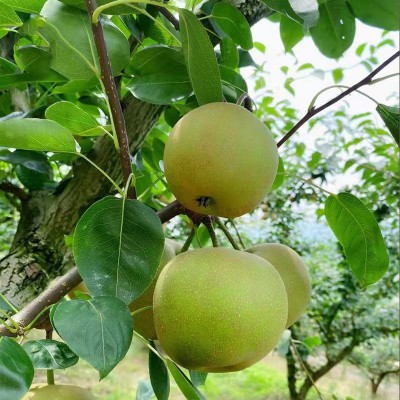 广西富川沙梨翠冠梨黄花梨桂花梨新鲜丰水梨薄皮脆甜多汁砀山梨