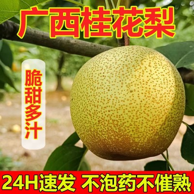 正宗广西沙梨桂花梨新鲜梨子脆甜多汁黄花梨青翠冠梨秋月梨汤山梨