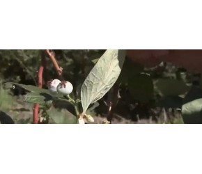 大哥种植蓝莓致富，市场上供不应求，年收入达一亿多元