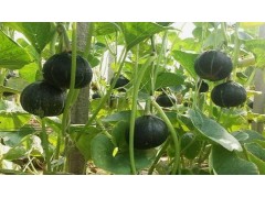 板栗南瓜种植技术与管理方法有哪些？