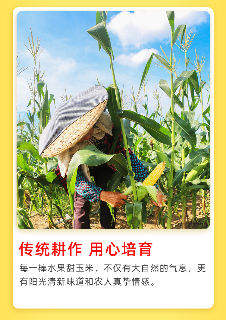 阿里巴巴玉米段_10.jpg