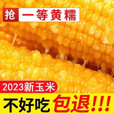 批发粘玉米新鲜糯玉米甜糯玉米棒真空非转基因白糯5支10支苞米