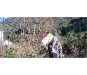 果树的修剪整枝要点 农业技术 农村实用技术 果树种植 果树栽培